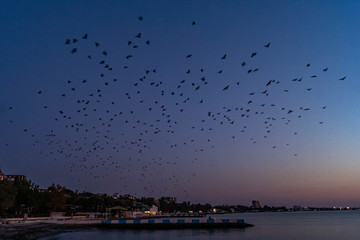Flock of birds at sunrise