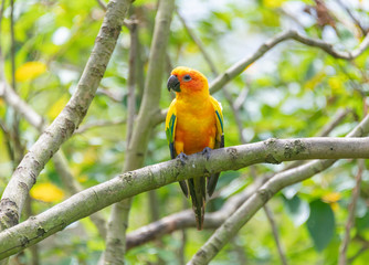 Yellow-green sun cone-tailed parrot on a branch