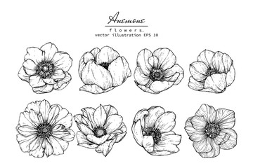 Sketch Floral Botany Collection. Anemone flower drawings. Black and white with line art on white backgrounds. Hand Drawn Botanical Illustrations.Vector.