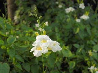 White Asystasia flowers (Asystasia gangetica) blossom on branch with green nature blurred...