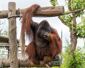 A giant Sumatran orangutan in a wildlife park