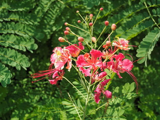 Close-up Caesalpinia pulcherrima flowers known as Pride of Barbados, Red Bird of Paradise, Dwarf Poinciana, Peacock Flower, and flamboyan-de-jardin. blossom on branches with nature blurred background,