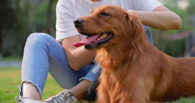 Close up of asian woman touch her lovely golden retriever dog outdoor sitting together at sunny afternoon pet anima with people 4k lifestyle footage
