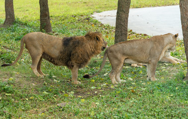 Obraz premium Lions on rest in a wildlife park