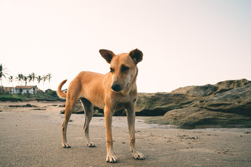 Stray dog Sri Lanka