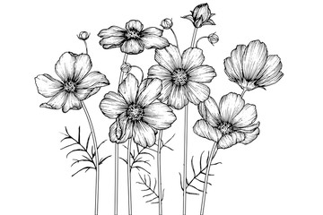 Sketch Floral Botany Collection. Cosmos flower drawings. Black and white with line art on white backgrounds. Hand Drawn Botanical Illustrations.Vector.