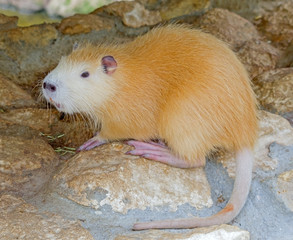 Coypu (Myocastor coypus), also known as nutria