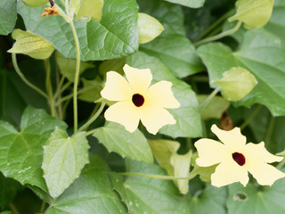 Thunbergia alata | Yellow black-eyed Susan vines