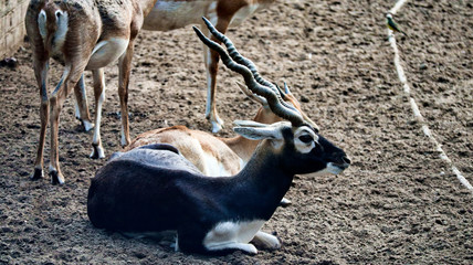 antelope in zoo