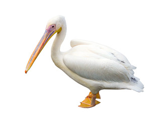 Fototapeta na wymiar the big beautiful Pelican on white