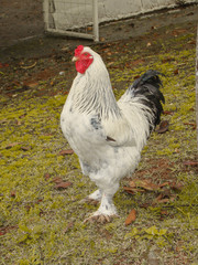 A black and white rooster