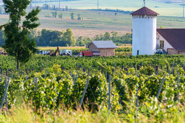 Fototapeta na wymiar Beautiful vineyard on sunny day. Agricultural wine making concept