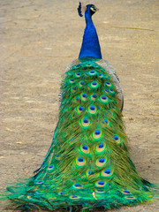 A beautiful blue peacock with colored tail