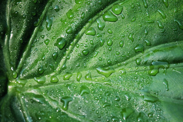 Green leaf with drops of water
