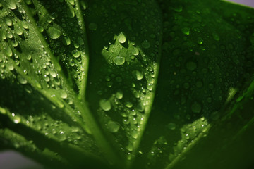 Green leaf with drops of water