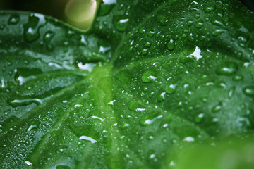 Green leaf with drops of water