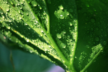 Green leaf with drops of water