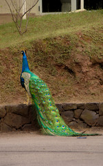 Obraz premium A beautiful blue peacock with colored tail
