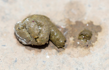 Close up of chicken poop at cement background for animal garbage concept
