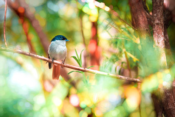 Small endemic songbird from Reunion Island called Zoizo La Vierge or Chakouat posed on a branch