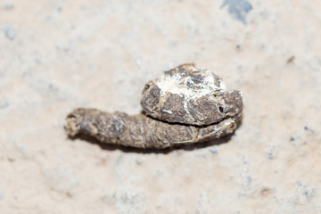 Close up of chicken poop at cement background for animal garbage concept
