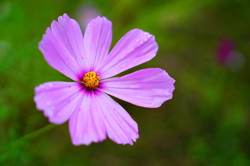 Obraz premium コスモス畑