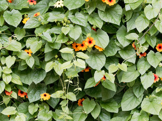 Thunbergia alata | Colored Flower of black-eyed Susan vines or Clockvine with a pop-art look