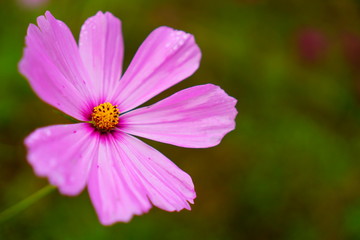 Fototapeta premium コスモス畑