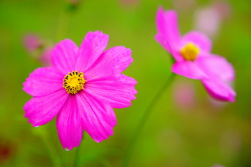 Obraz premium コスモス畑