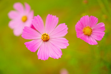 Obraz premium コスモス畑