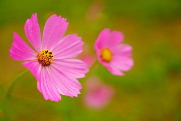 Obraz premium コスモス畑