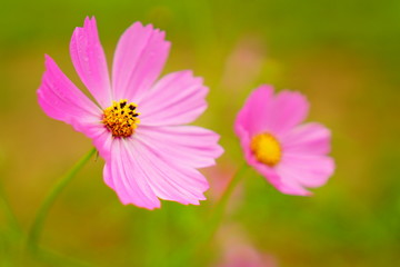 Obraz premium コスモス畑