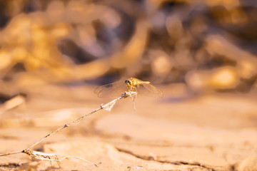 dragonfly on drying plant over daylight.