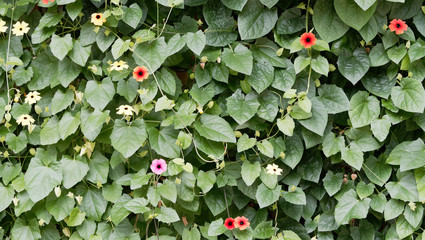 Thunbergia alata | Colored Flower of black-eyed Susan vines or Clockvine with a pop-art look...