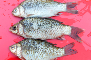 fresh crucian fish on a red background
