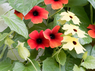 Thunbergia alata | Dark orange and yellow black-eyed Susan vines between green leaves in heart shape