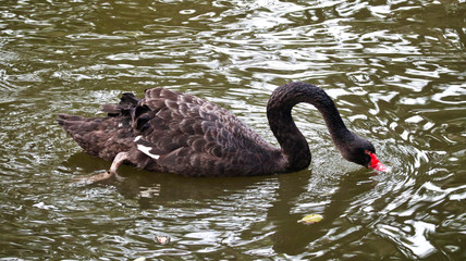 Naklejka premium swan on the lake