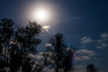 Fototapeta na wymiar Night scene with full moon and trees