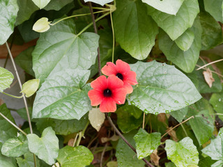 Thunbergia alata | Dark orange black-eyed Susan vines between green leaves in heart shape