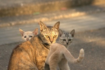  Stray cat by the sea