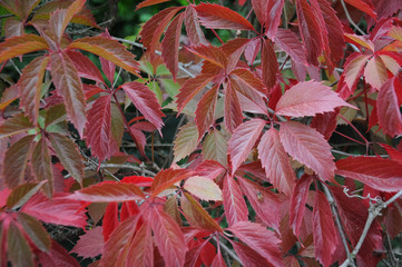 red autumn leaves