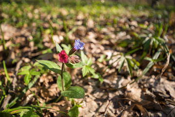 Beautiful plant in the forest with blue and red flower. Spring in the woods