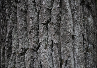 old tree bark