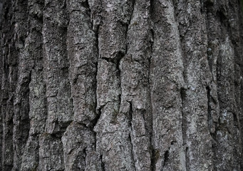 old tree bark