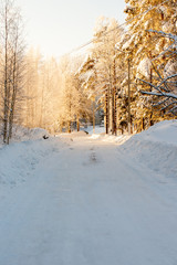snowy winter forest at sunset