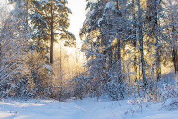 snowy winter forest at sunset