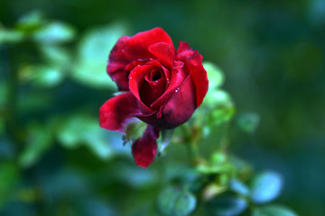 red rose in garden