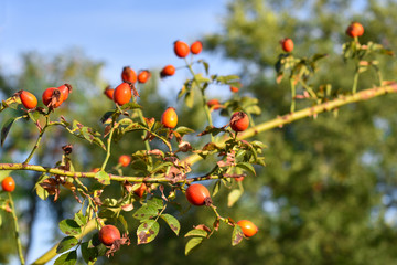 Autumn Time: Wild Rose Hips On The Bush