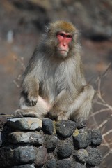 いろは坂（日本）に住んでいる野生のサル