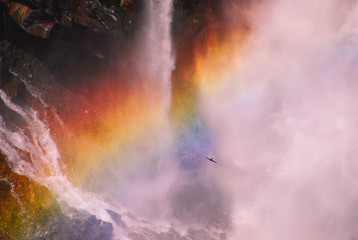 華厳の滝の虹とイワツバメの競演
